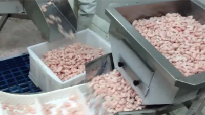 تعبئة الروبيان المجمد